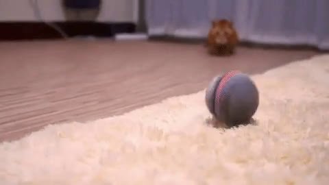 cats toy.mp4